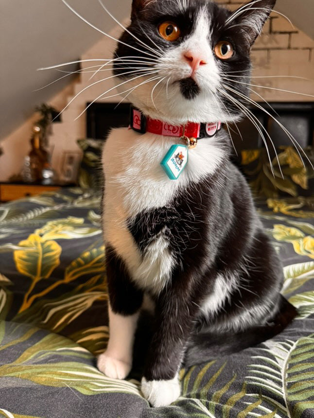 Personalised Pet Tag