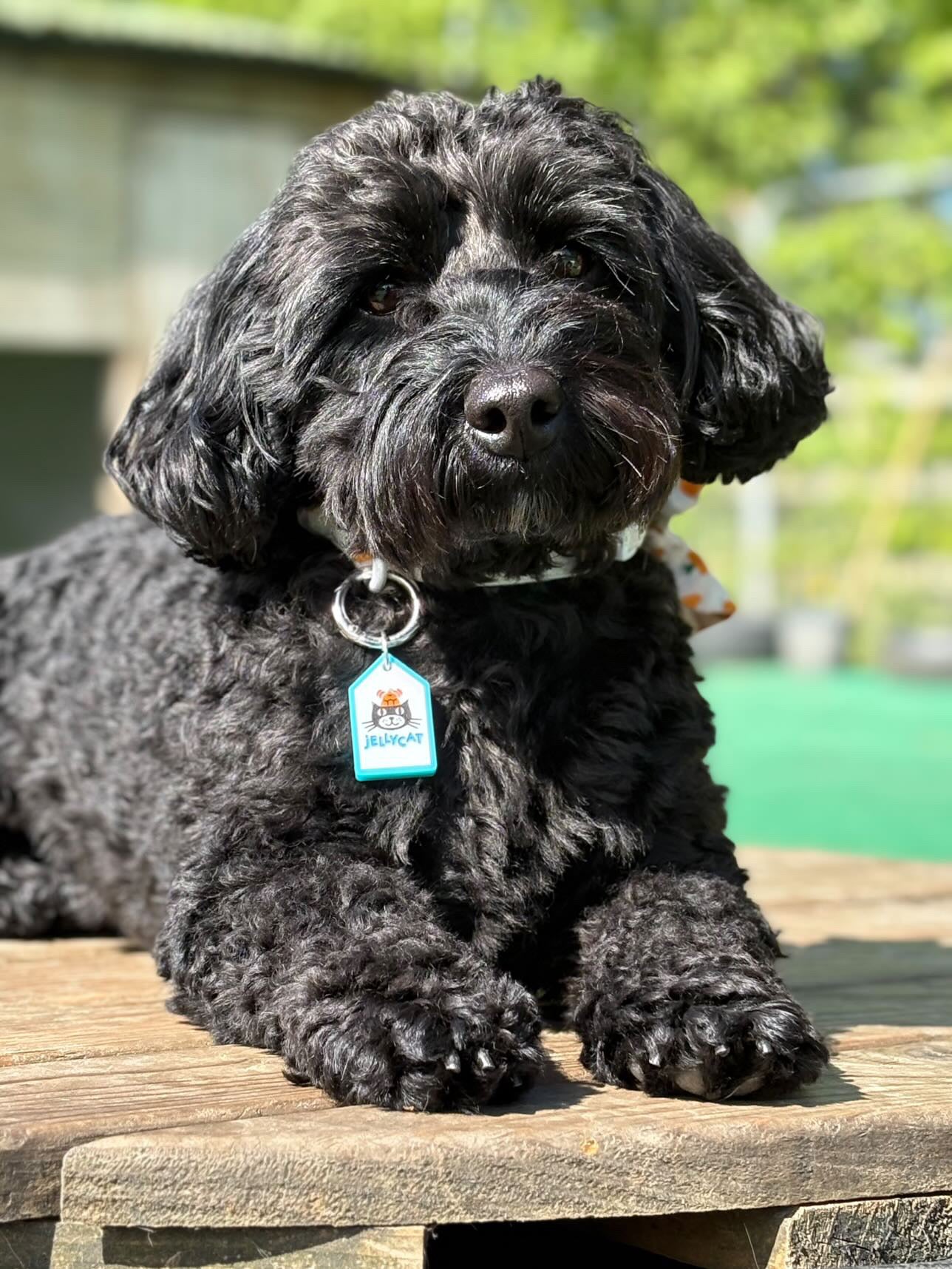 Personalised Pet Tag