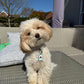 Personalised Pet Tag