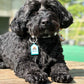 Personalised Pet Tag
